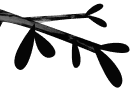 branch