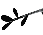 branch